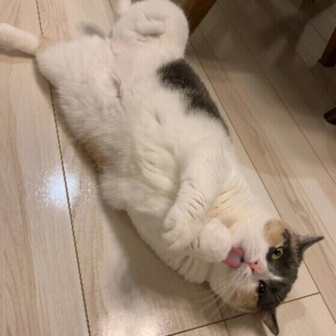 猫の毛づくろいは毛並みを整えるためだけじゃなかった ねこのきもちweb Magazine 猫の毛づくろいは毛並みを整えるためだけじゃなかった ねこのきもちweb Magazine