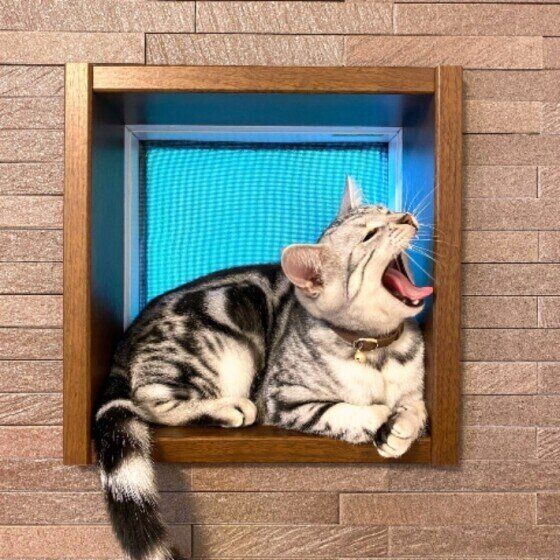 あくびをするアメリカンショートヘア