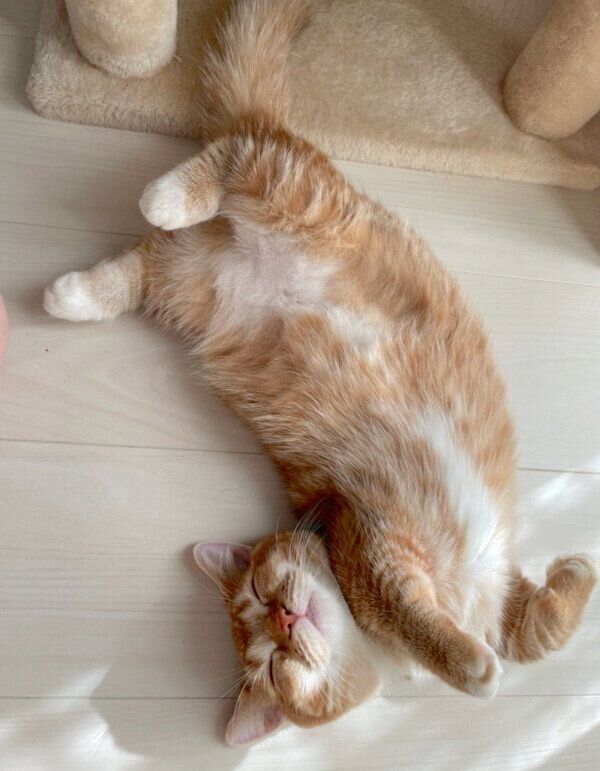 ヘソ天するエリィちゃん