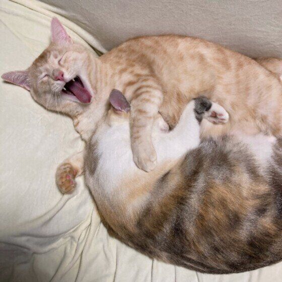 くっついて眠る猫