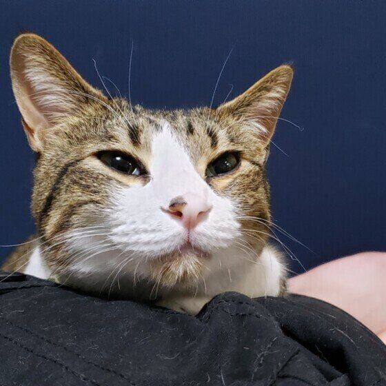 キジトラ猫の諭吉くん