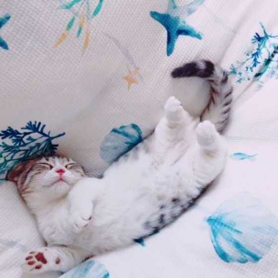 凛々蝶ちゃん（マンチカン）