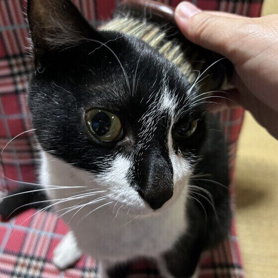 日本ネコの春くん♪