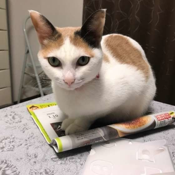 新聞の上に乗る三毛猫