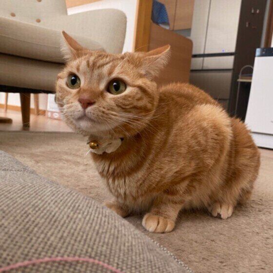 アメリカンショートヘアのこうめちゃん