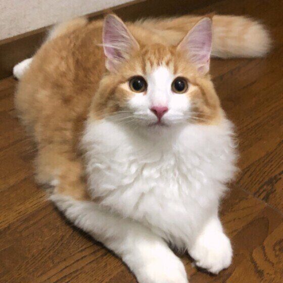 見つめるノルウェージアンフォレストキャット