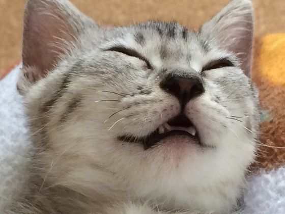 眠るマンチカール