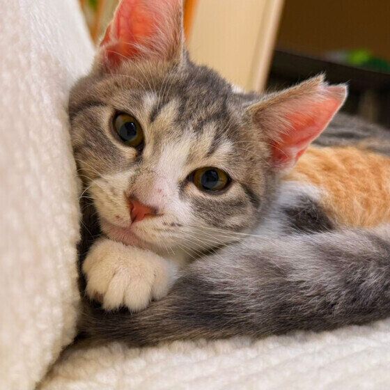 Mix（ミケ）のモネちゃん♪