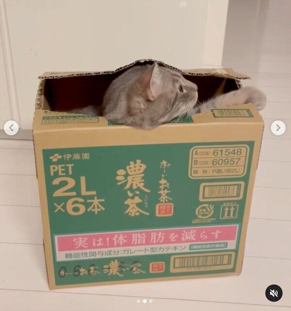 ダンボール箱の中に入るヨルくん