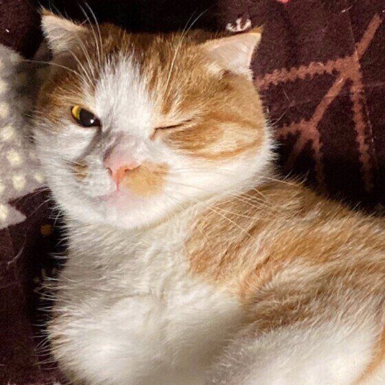 ウインクするスコティッシュフォールド