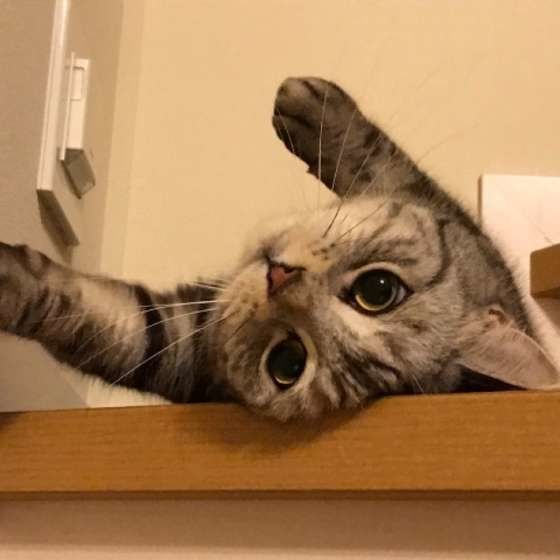 見つめるスコティッシュフォールド