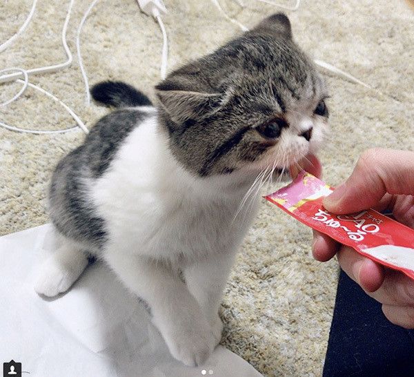ちゅーるを食べるエキゾチックショートヘアー