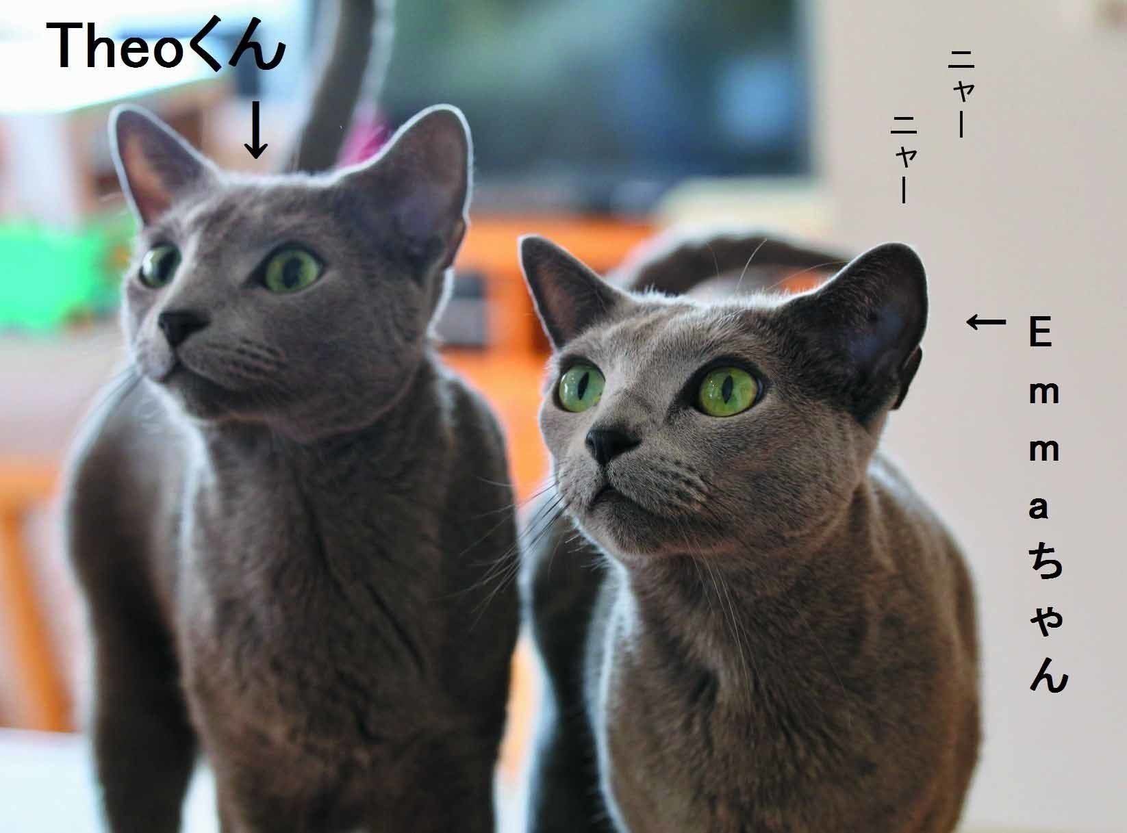 画像／ねこのきもち2019年８月号『猫よ、すんのかい　せんのかい　せーへんのかいっ！』