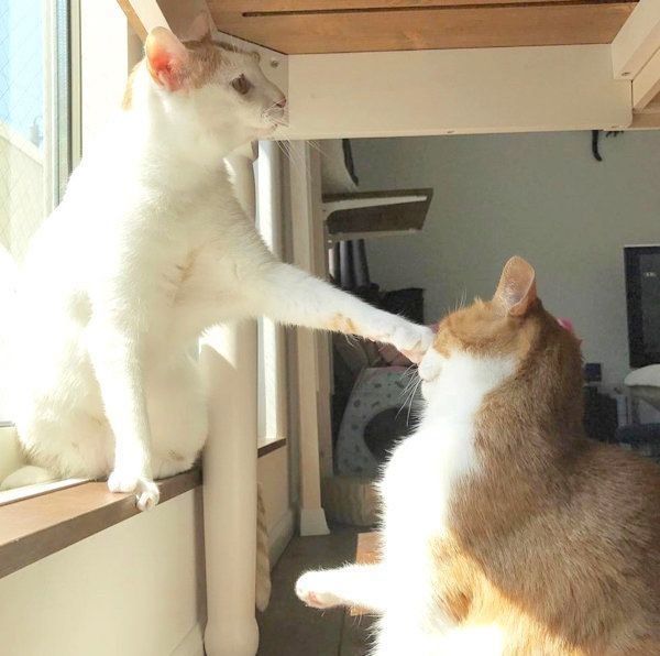 猫のいちごちゃんとタルトちゃん