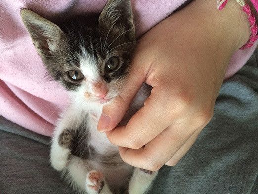 はじめまして！新連載「リュックと愉快な仲間たち。あ、あと響介」です