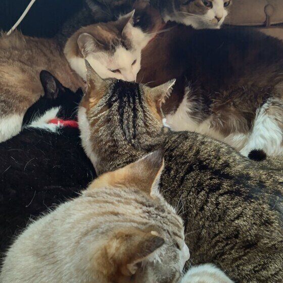 猫団子するこむぎちゃんたち