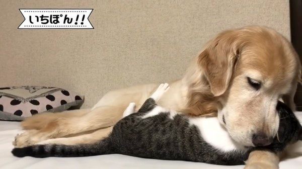 されるがままの猫