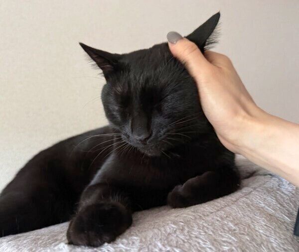 飼い主さんになでられるシャオくん