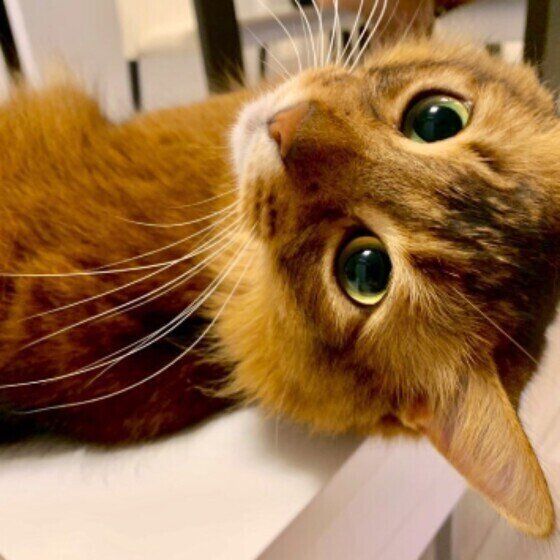 あざとい表情をするソマリ