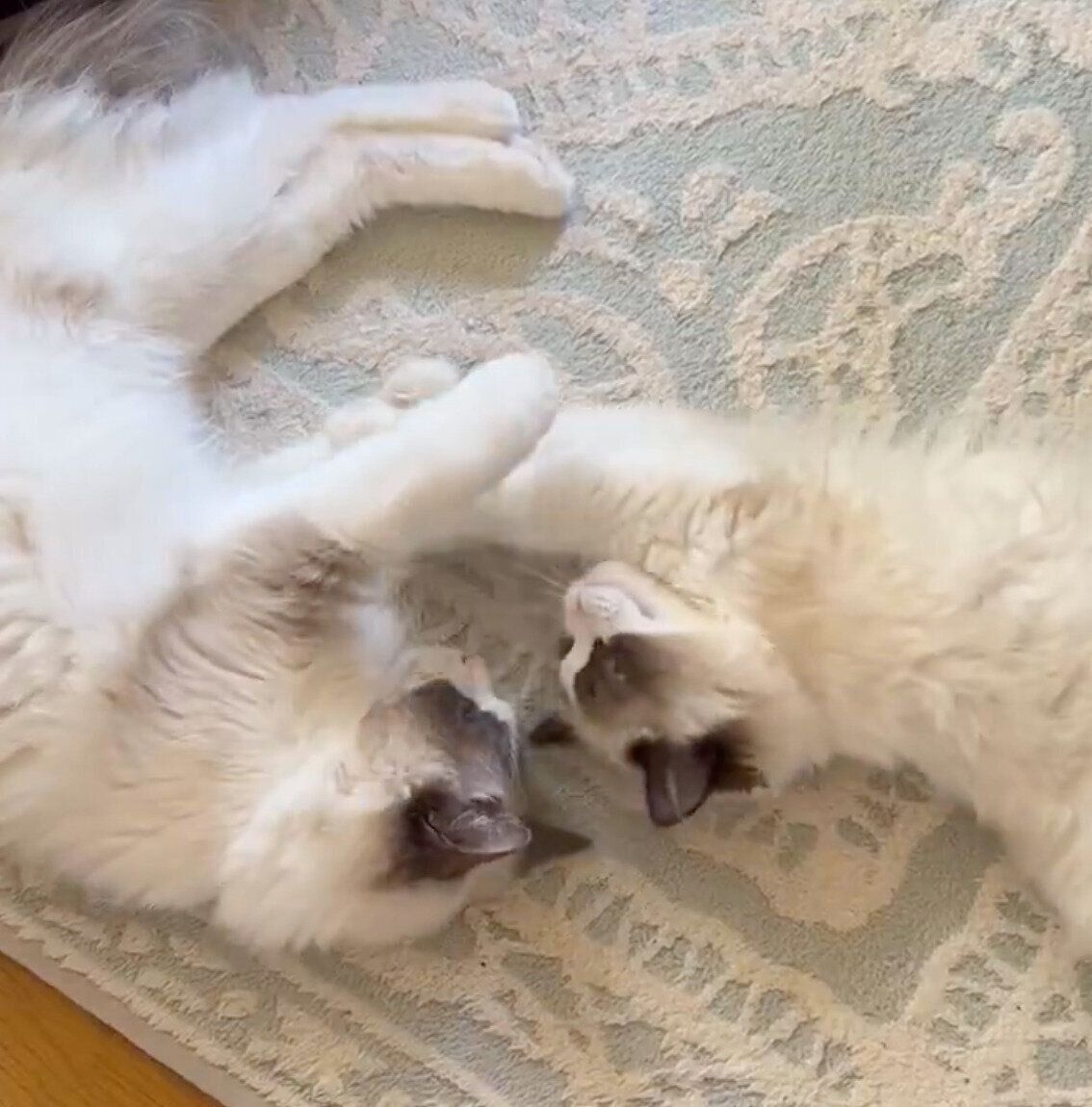 寝転がるミアちゃん、ジニくん