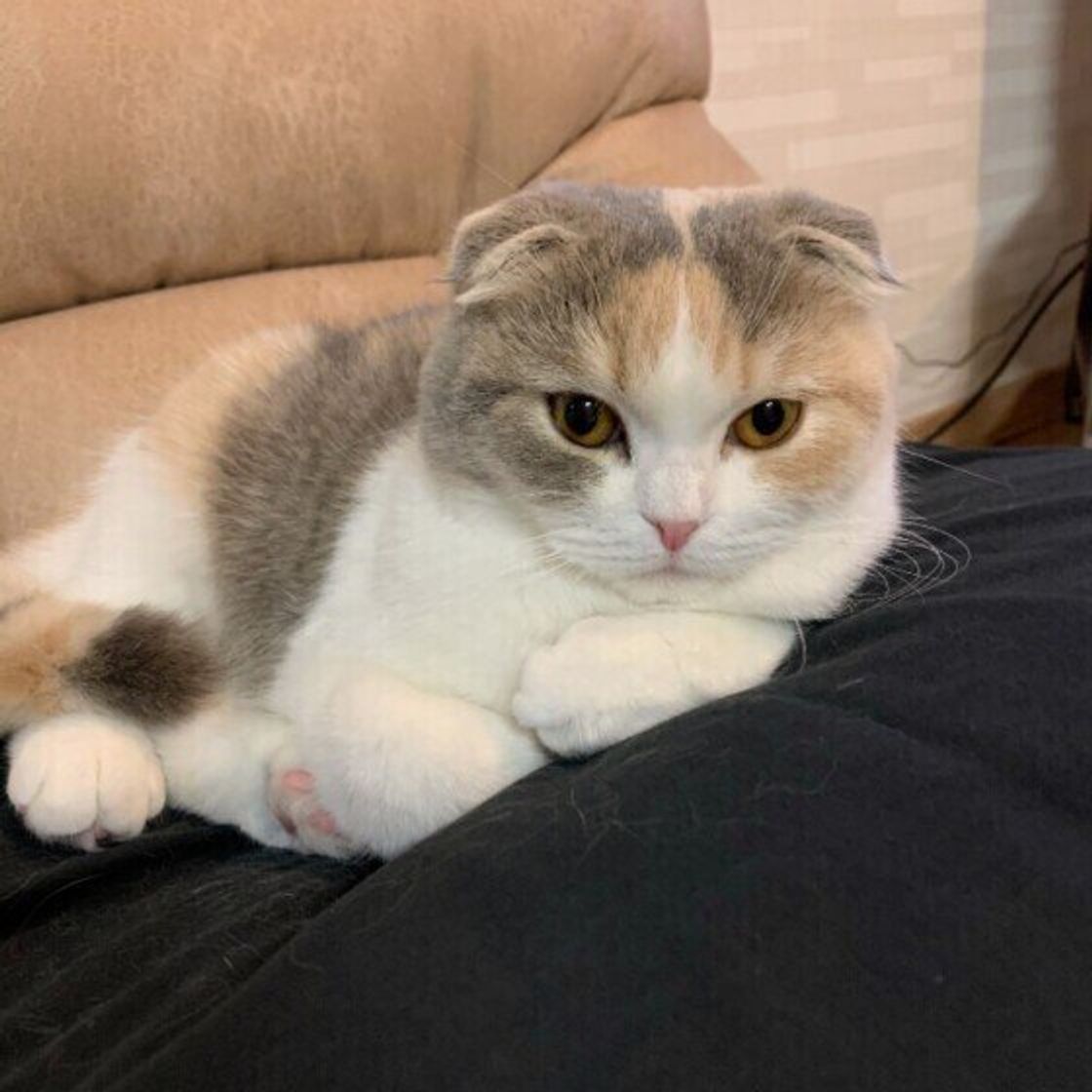 獣医師監修 猫のしっぽにはこんなに種類が 動きでわかる猫の感情も解説 ねこのきもちweb Magazine 獣医師監修 猫のしっぽにはこんなに種類が 動きでわかる猫の感情も解説 ねこのきもちweb Magazine