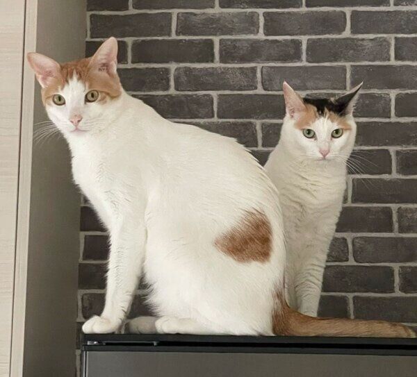 はちくんとこまちゃん