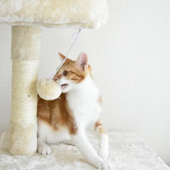キャットタワーで遊ぶ猫