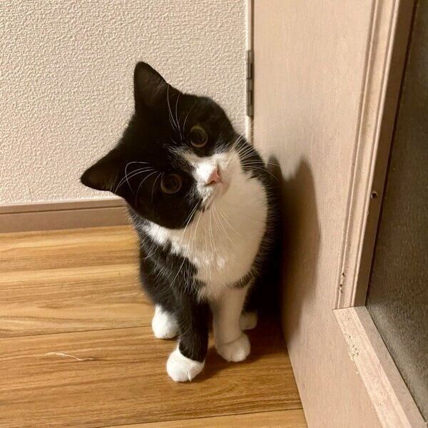 首をひねってとぼけるようなたろうくん