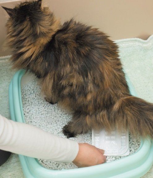 画像／2017年５月号「大切なことはオシッコが教えてくれる」