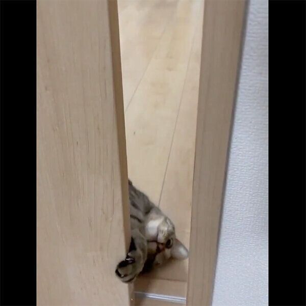 施術室の中に入りたい小豆ちゃん