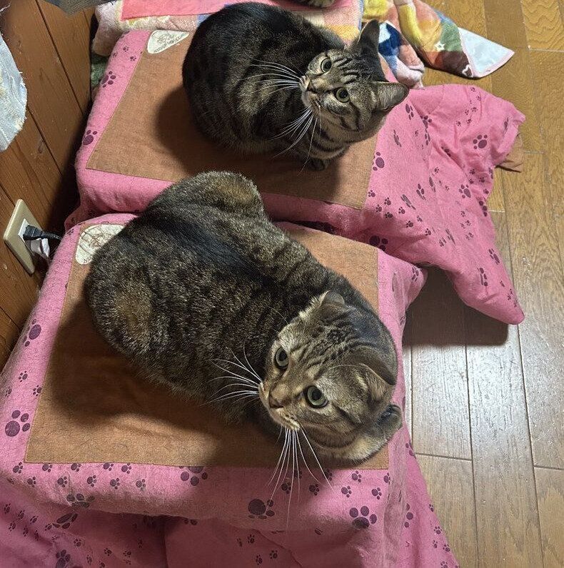 猫用こたつに乗るがじゅまるくんとえのきくん