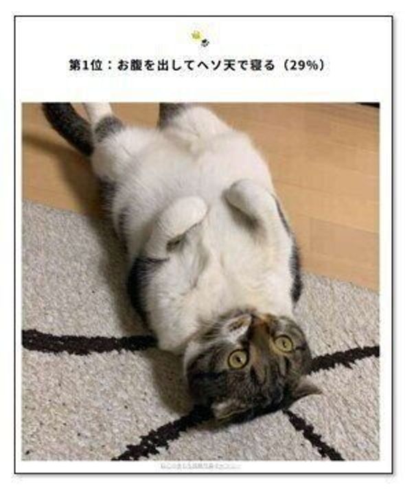 ヘソ天の沼にはまる猫飼いさんも多い 激かわいい猫たちと へそ天する理由 ねこのきもちweb Magazine