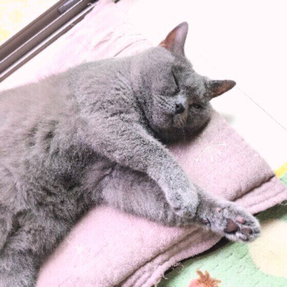 シャルトリューのベルちゃん♪