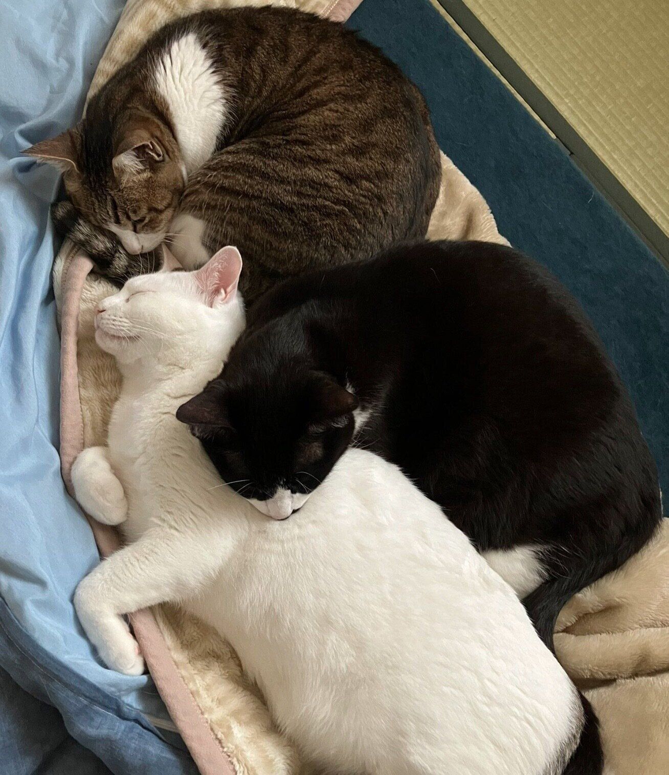 仲良くお昼寝するこめくんたち