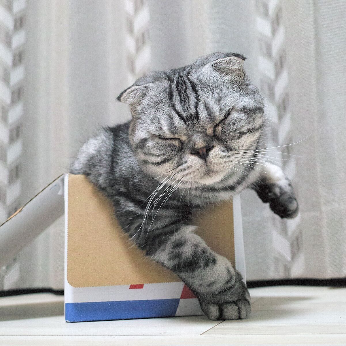 343イギリス買い付け猫の顔型金属製小物入れ重いブロンズ風 楽天市場】ブロンズ調本乗りネコさん♪ 置き物 オブジェ 猫 ねこ