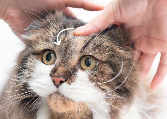 頭をマッサージされる猫