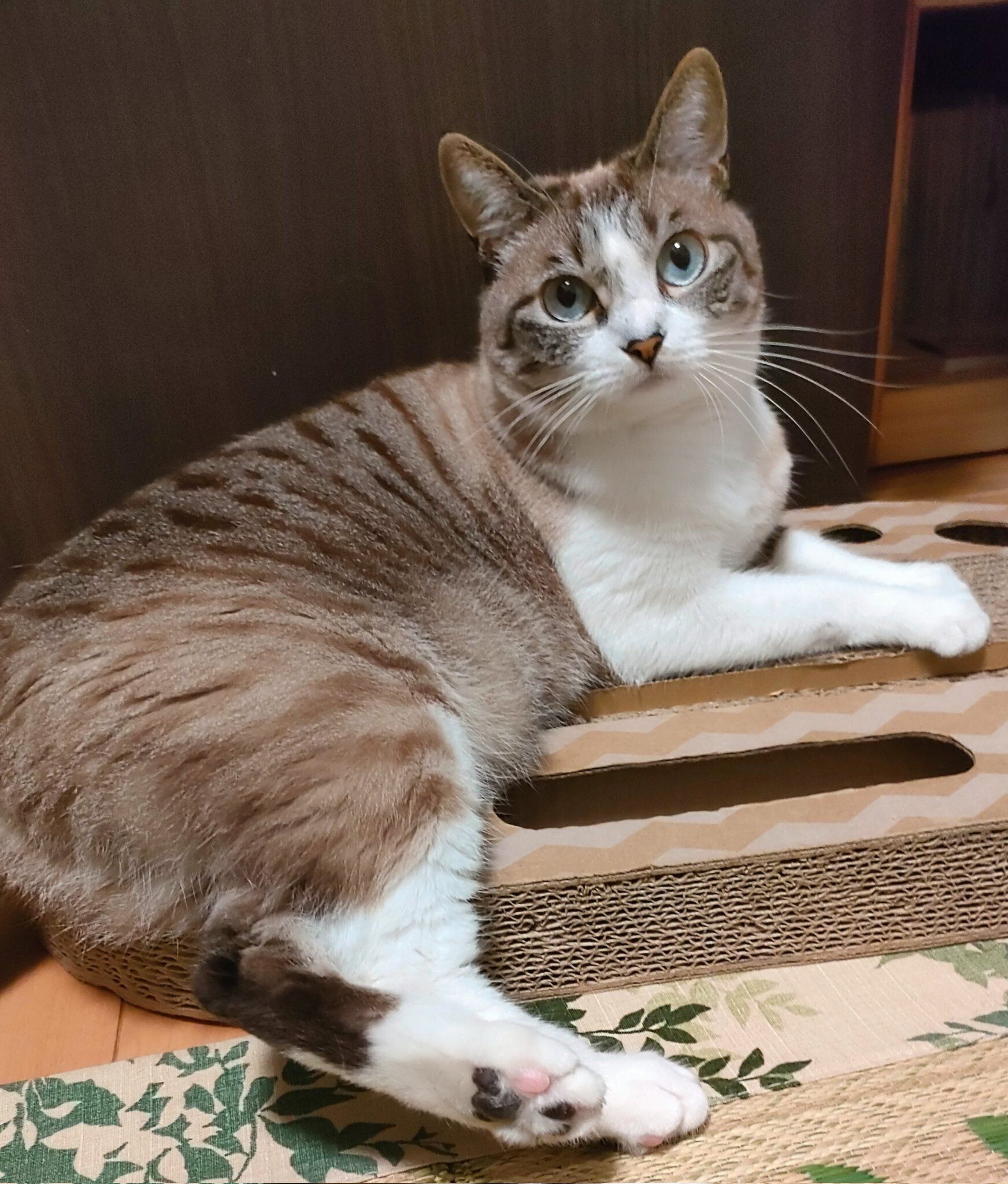 “ブロンズカラー”に成長したすいちゃん。