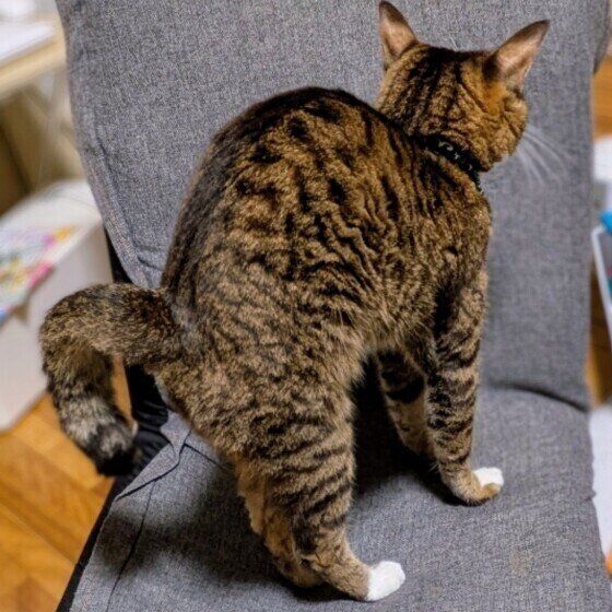 キジトラのてんちゃん