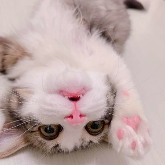 口を開けるマンチカン