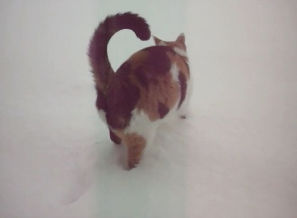 パトロールする猫