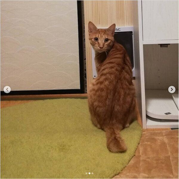 猫のペットドア
