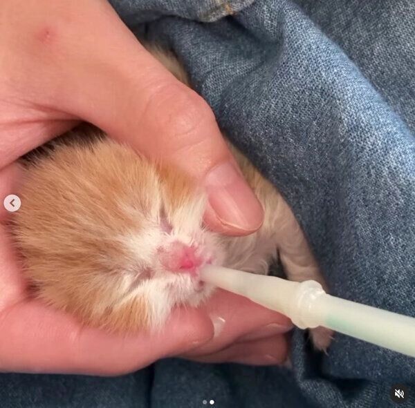 ミルクを飲むモチさん