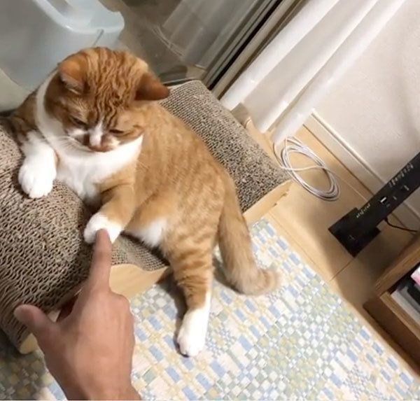 飼い主さんと遊ぶスコティッシュフォールド