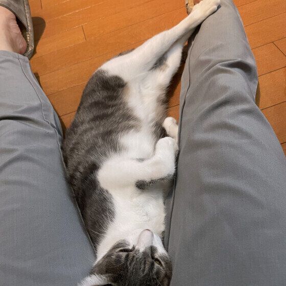 足の間に入るサバトラ猫