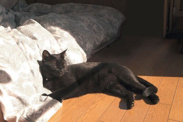 猫のひなたぼっこ