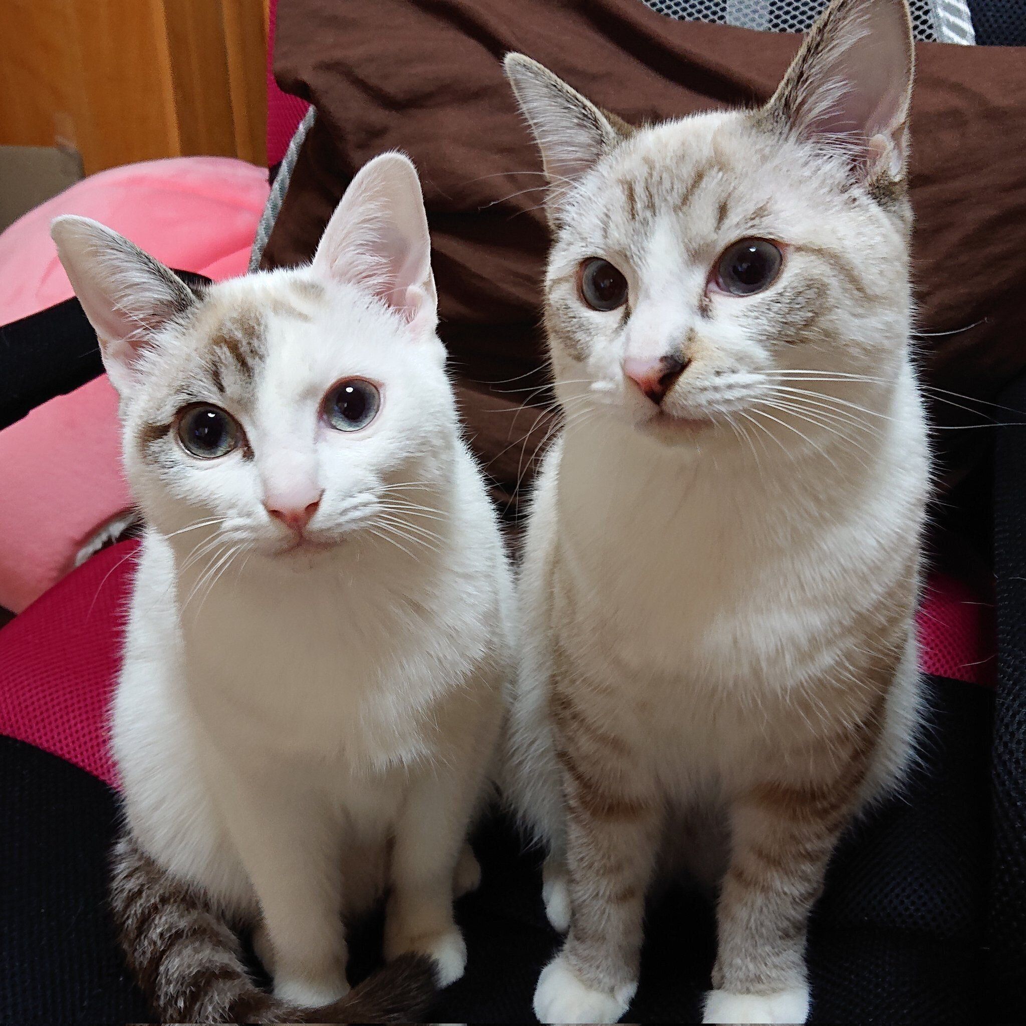 プロの常時ドライアイ高年(猫年)＠白頭様 プラクルアン おまとめ割引 ほぼ白猫”だった生後2カ月の子猫、6年後には模様がくっきり