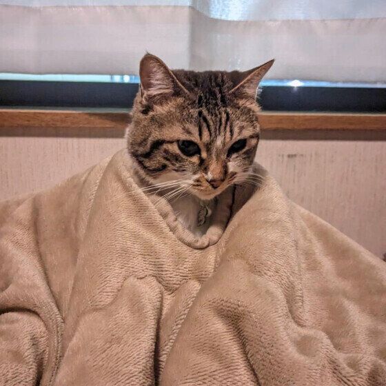 MIX キジトラのしあんちゃん