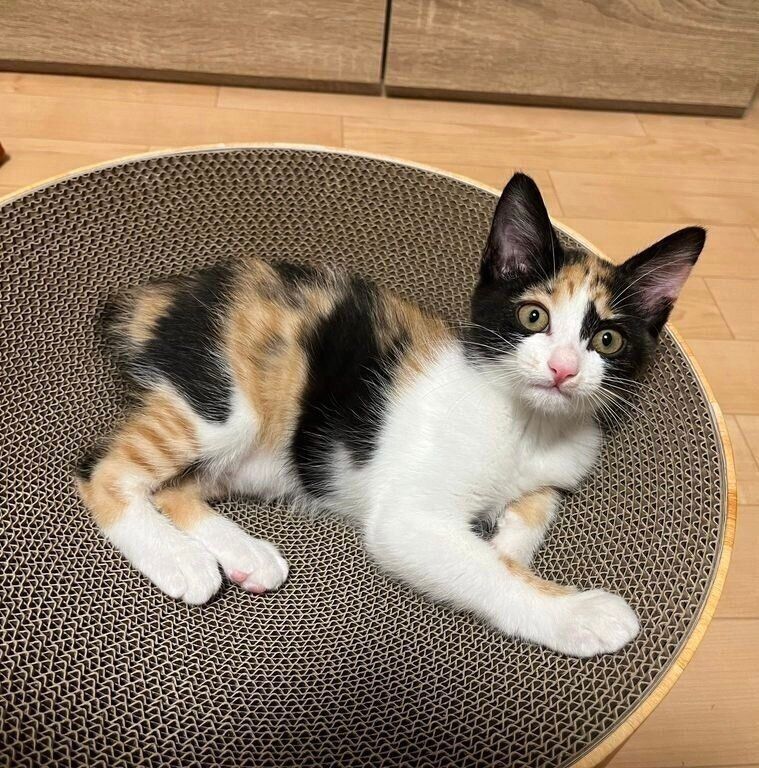 爪研ぎの上にちょこんと寝そべる、てぃらのちゃん。