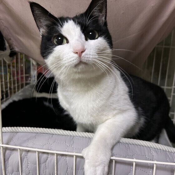 日本ネコの初夏ちゃん