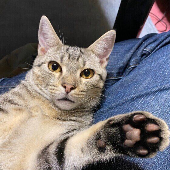 肉球を見せるアメリカンショートヘア